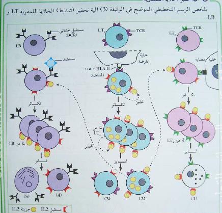 الملخص تحفيز الخلايا LB و LT8